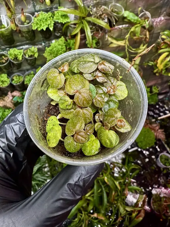 Peperomia antoniana – nízká tropická rostlina s bílými skvrnkami | Parrot Planet.cz