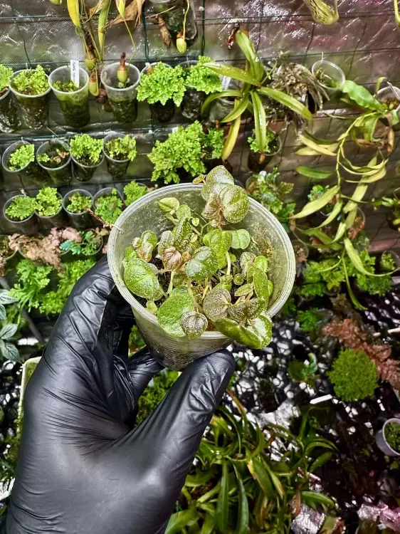 Peperomia antoniana – nízká tropická rostlina s bílými skvrnkami | Parrot Planet.cz