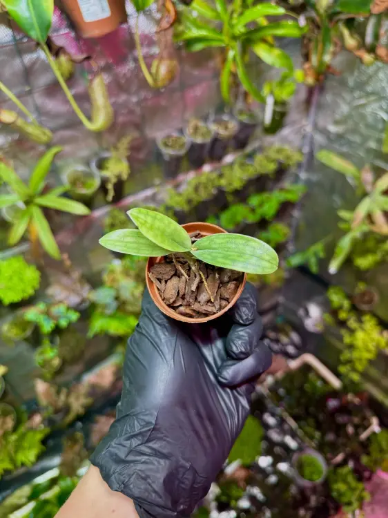 Paphiopedilum Hsinying Laserlight x mastersianum – exotická střevíčník s tečkovanými listy| Parrot Planet.cz