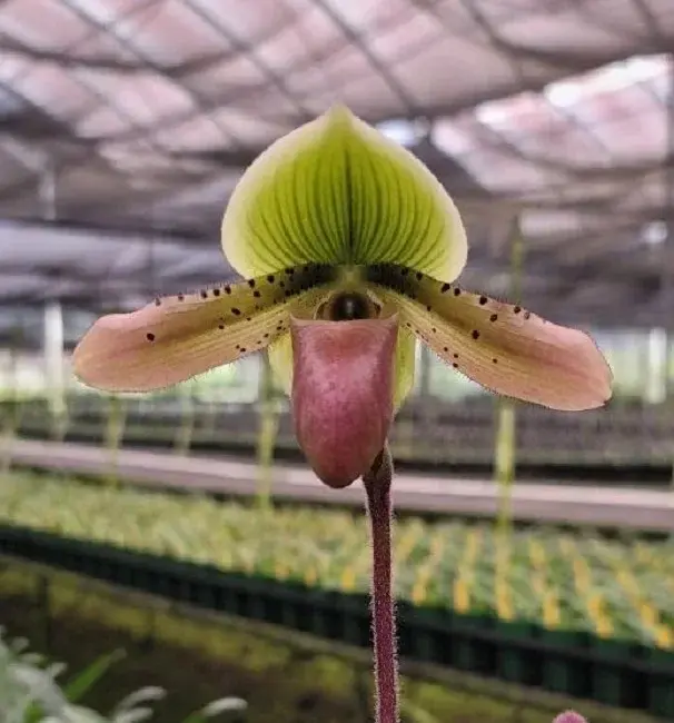Paphiopedilum Hsinying Laserlight x mastersianum – exotická střevíčník s tečkovanými listy| Parrot Planet.cz