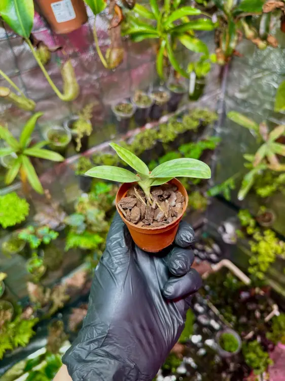 Paphiopedilum Hsinying Laserlight x mastersianum – exotická střevíčník s tečkovanými listy| Parrot Planet.cz