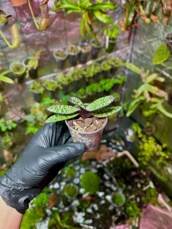Paphiopedilum delenatii vinicolor – voňavá střevíčková orchidej s tmavě růžovými květy | Parrot Planet od ParrotPalnet.cz