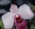 Paphiopedilum delenatii vinicolor – voňavá střevíčková orchidej s tmavě růžovými květy | Parrot Planet od ParrotPalnet.cz