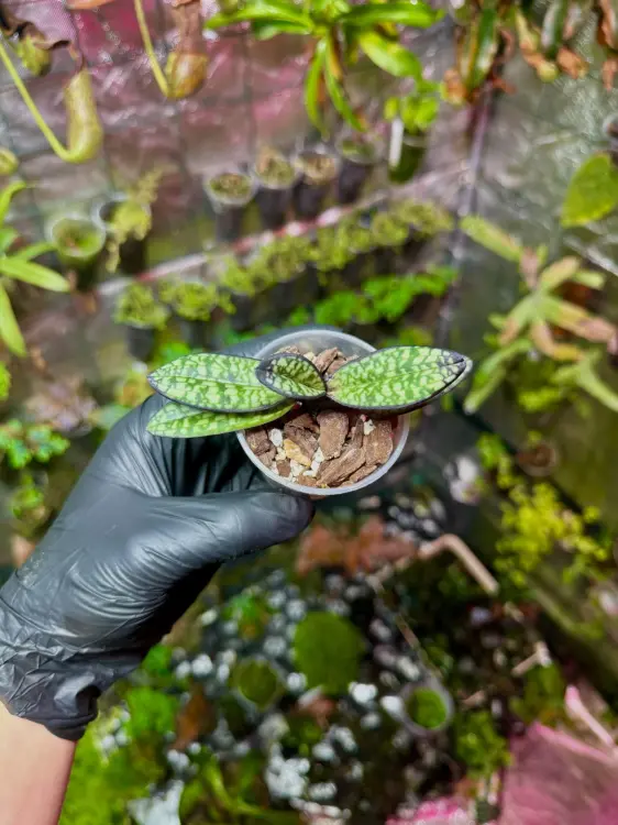 Paphiopedilum delenatii vinicolor – voňavá střevíčková orchidej s tmavě růžovými květy | Parrot Planet od ParrotPalnet.cz