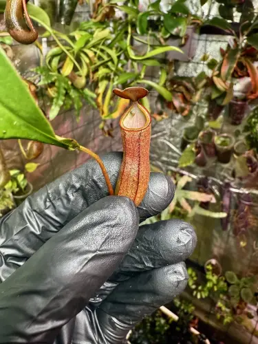 Nepenthes ventrata – masožravá rostlina s jasně zelenými pohárkovitými láčkami | Parrot Planet od ParrotPlanet.cz