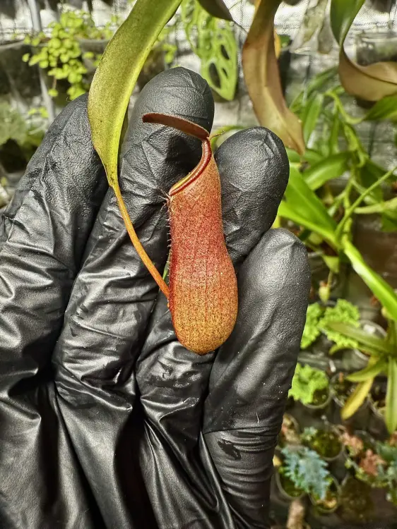Nepenthes ventrata – masožravá rostlina s jasně zelenými pohárkovitými láčkami | Parrot Planet od ParrotPlanet.cz