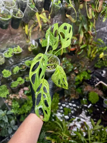 Monstera Indonesian Marble Variegata – vzácná monstera s bílo-zeleným mramorovým zbarvením | Parrot Planet.cz