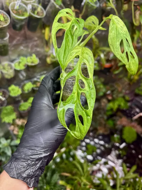 Monstera Indonesian Marble Variegata – vzácná monstera s bílo-zeleným mramorovým zbarvením | Parrot Planet.cz