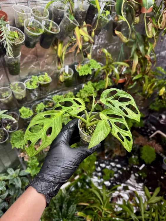 Monstera Indonesian Marble Variegata – vzácná monstera s bílo-zeleným mramorovým zbarvením | Parrot Planet.cz