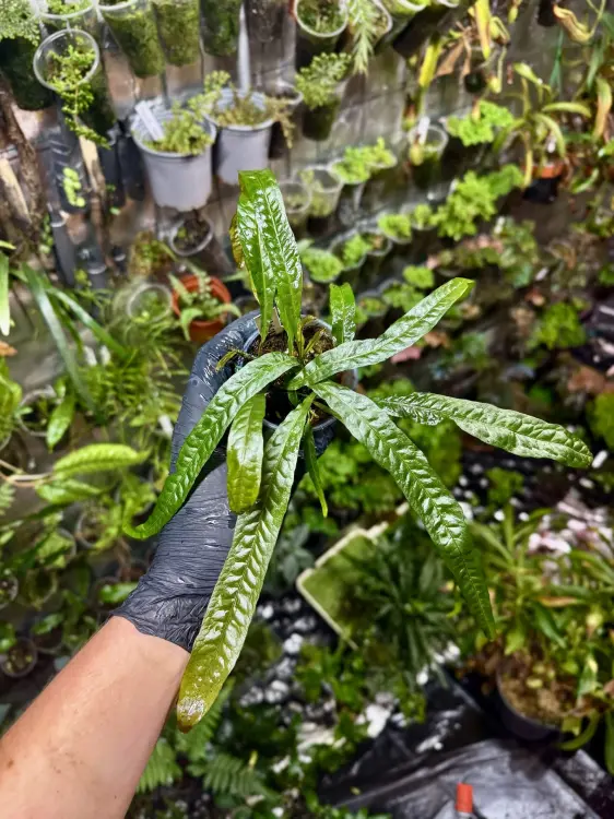 Microsorum sp. „Orange“ – kapradina s oranžovými konci pro vlhké terárium a akvárium | Parrot Planet od ParrotPlanet.cz