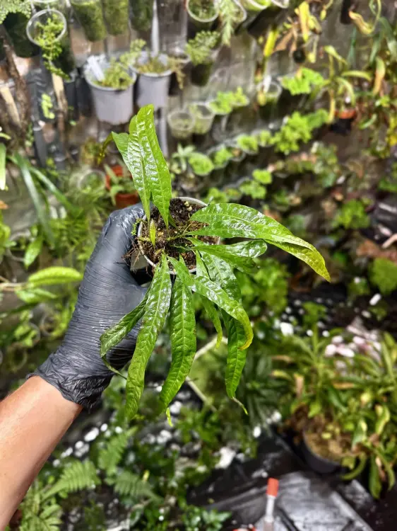 Microsorum sp. „Orange“ – kapradina s oranžovými konci pro vlhké terárium a akvárium | Parrot Planet od ParrotPlanet.cz