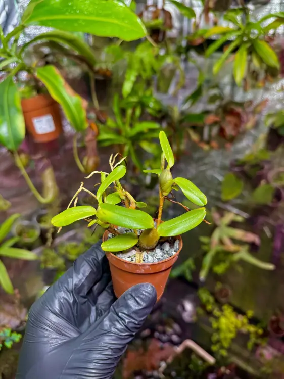 Maxillaria sophronitis – miniaturowy czerwony storczyk do terrarium epifitycznego | Parrot Planet