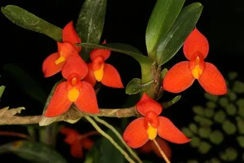 Maxillaria sophronitis – miniaturowy czerwony storczyk do terrarium epifitycznego | Parrot Planet