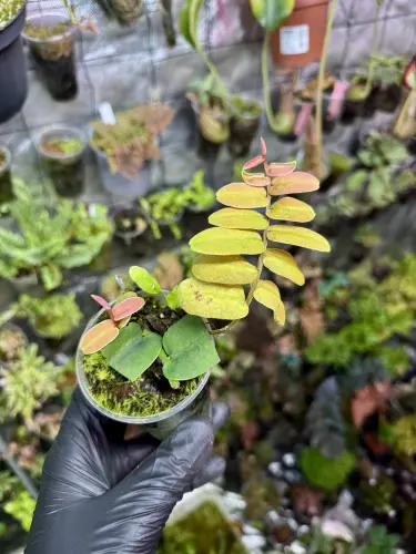 Marcgravia sintenisii – červená epifytická liána z Portorika | Parrot Planet.cz