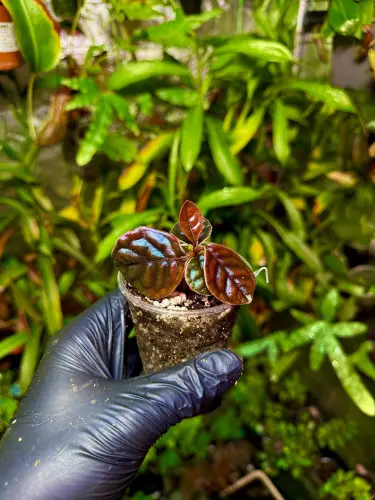 Labisia sp. Ribbed – růžová, zakrslá tropická rostlina do terária  | Parrot Planet.cz