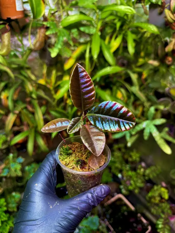 Labisia sp. Ribbed – růžová, zakrslá tropická rostlina do terária  | Parrot Planet.cz