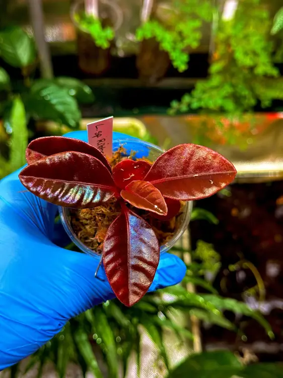 Labisia sp. Ribbed – růžová, zakrslá tropická rostlina do terária  | Parrot Planet.cz