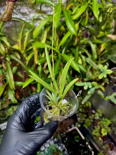 Tolumnia Jairak Firm „Spotty” – skvrnitá miniaturní epifytická orchidej | Parrot Planet.cz