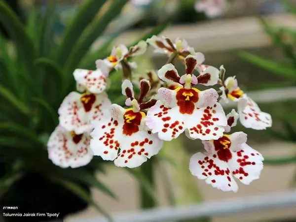 Tolumnia Jairak Firm „Spotty” – skvrnitá miniaturní epifytická orchidej | Parrot Planet.cz
