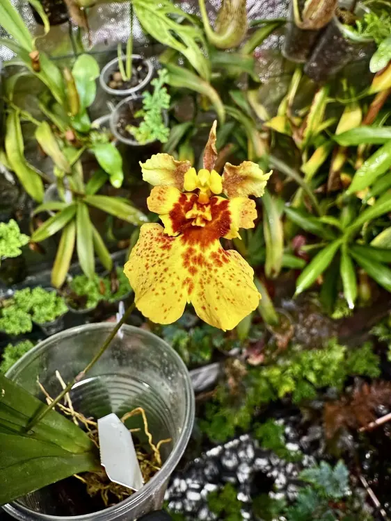 Tolumnia Jairak Firma „Yellow” – miniaturní žlutý epifytický orchidej | Parrot Planet.cz