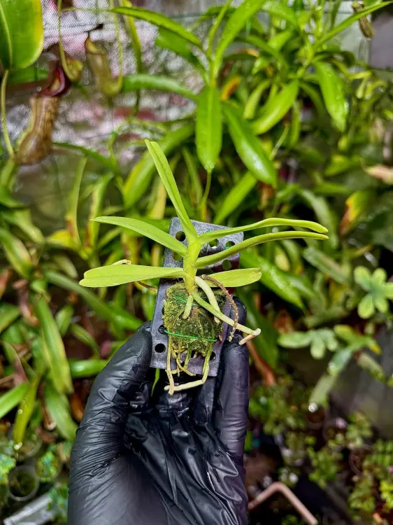 Simitinandia micrantha epifytická orchidej do terária | Parrot Planet.cz