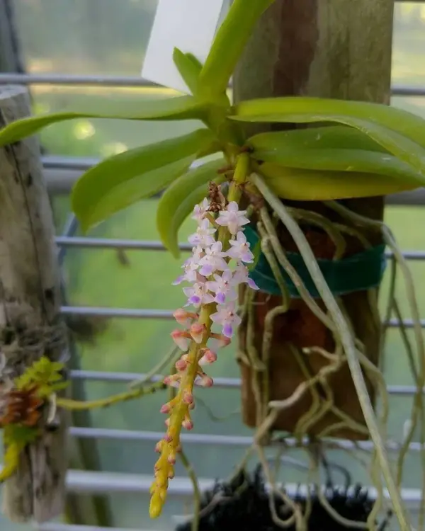 Simitinandia micrantha epifytická orchidej do terária | Parrot Planet.cz
