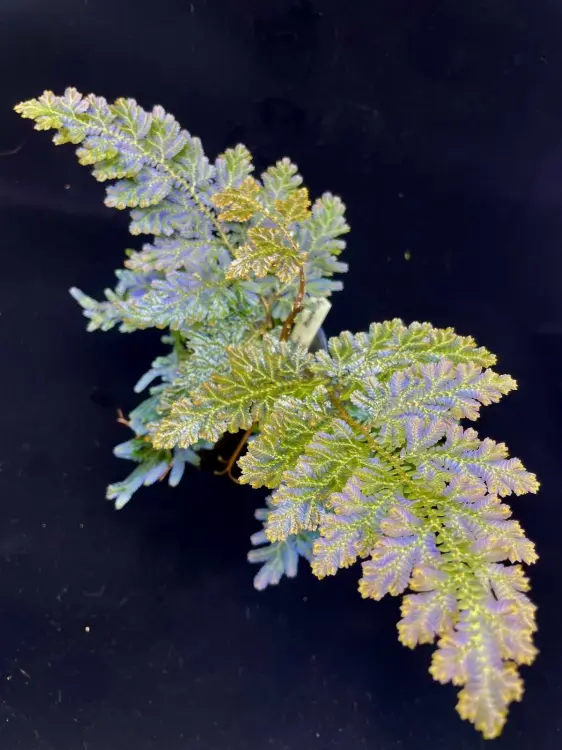 Selaginella willdenowii opalizující rostlina do tropického terária | Parrot Planet.cz