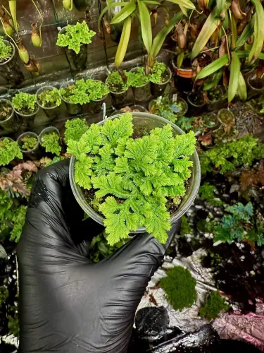 Selaginella sp. Uyen – jemná trávníková rostlina do vlhkých terárií | Parrot Planet.cz