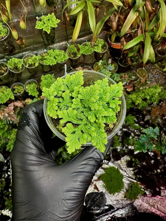 Selaginella sp. Uyen – jemná trávníková rostlina do vlhkých terárií | Parrot Planet.cz