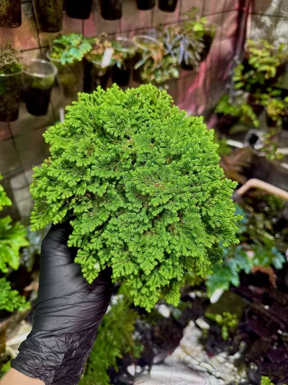 Selaginella sp. Uyen – jemná trávníková rostlina do vlhkých terárií | Parrot Planet.cz
