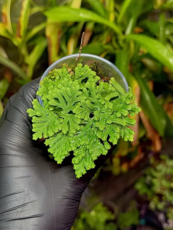 Selaginella sp. Uyen – jemná trávníková rostlina do vlhkých terárií | Parrot Planet.cz