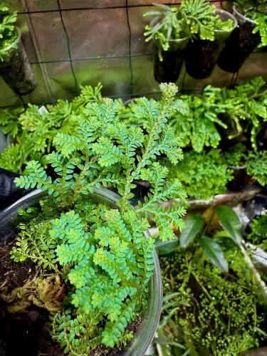 Selaginella uncinata zeleno-modrá plazivá rostlina do tropického terária | Parrot Planet.cz