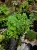 Selaginella uncinata zeleno-modrá plazivá rostlina do tropického terária | Parrot Planet.cz