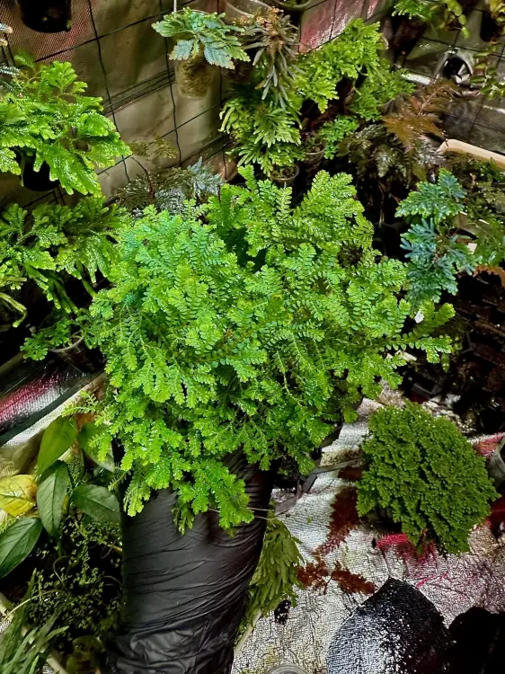 Selaginella uncinata zeleno-modrá plazivá rostlina do tropického terária | Parrot Planet.cz