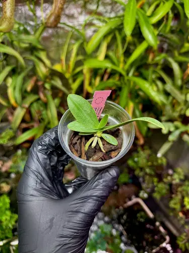 Sedirea japonica – epifytická orchidej z Japonska | Parrot Planet.cz