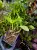 Schomburgkia thomsoniana x Cattleya loddigesii – tropická epifytická orchidej | Parrot Planet.cz