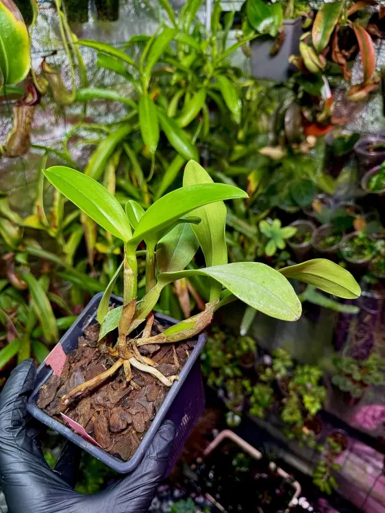 Schomburgkia thomsoniana x Cattleya loddigesii – tropická epifytická orchidej | Parrot Planet.cz