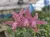 Schomburgkia thomsoniana x Cattleya loddigesii – tropická epifytická orchidej | Parrot Planet.cz