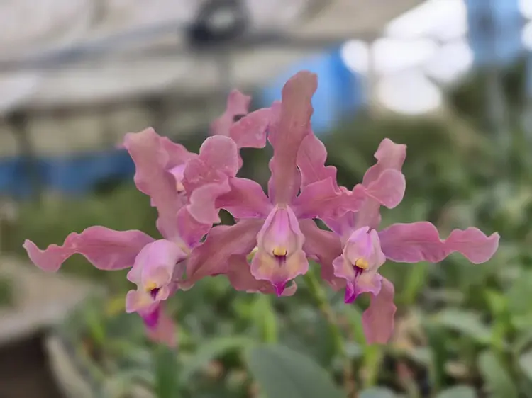 Schomburgkia thomsoniana x Cattleya loddigesii – tropická epifytická orchidej | Parrot Planet.cz