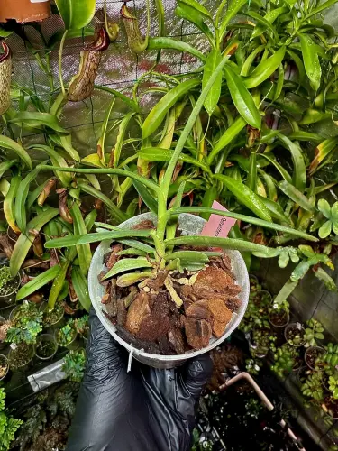 Renanthera monachica x sib – dlouho kvetoucí nížinná orchidej | Parrot Planet