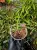 Renanthera monachica x sib – dlouho kvetoucí nížinná orchidej | Parrot Planet
