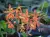 Renanthera monachica x sib – dlouho kvetoucí nížinná orchidej | Parrot Planet