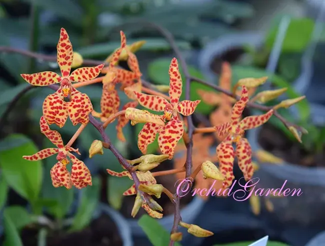 Renanthera monachica x sib – dlouho kvetoucí nížinná orchidej | Parrot Planet