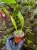 Rossioglossum insleay – orchidej s červenožlutými květy | Parrot Planet.cz