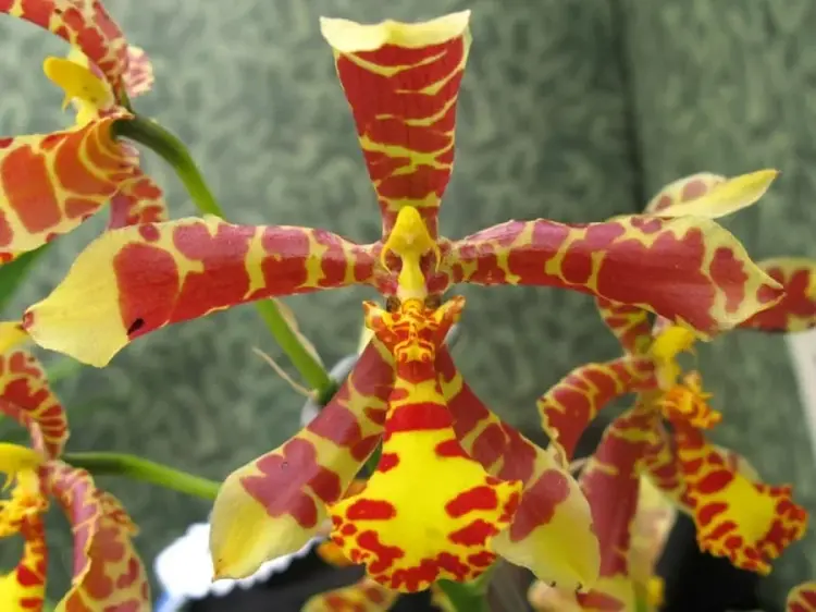 Rossioglossum insleay – orchidej s červenožlutými květy | Parrot Planet.cz