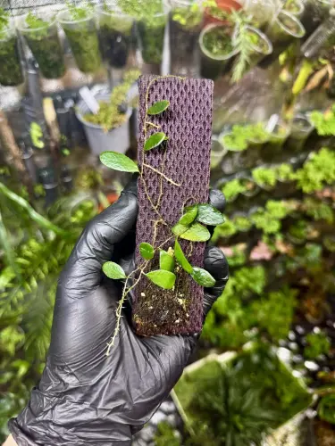 Pyrrosia piloselloides – epifytická tropická kapradina | Parrot Planet.cz