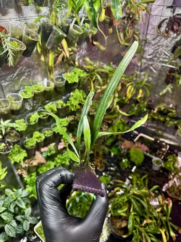 Pyrrosia longifolia – epifytická kapradina do terária | Parrot Planet.cz