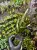 Pyrrosia longifolia – epifytická kapradina do terária | Parrot Planet.cz