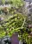 Pyrrosia longifolia – epifytická kapradina do terária | Parrot Planet.cz