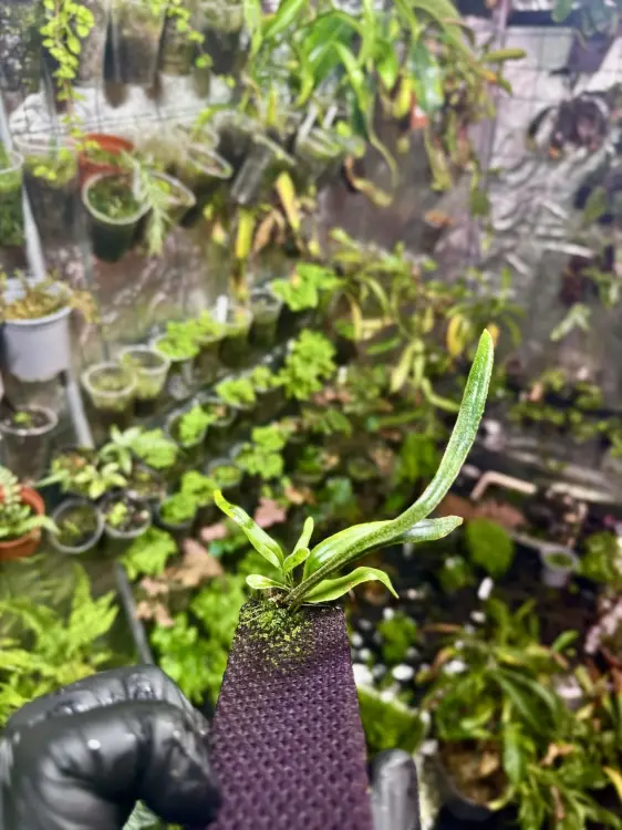 Pyrrosia longifolia – epifytická kapradina do terária | Parrot Planet.cz